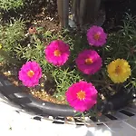 아파트 Lucy's House 리메나스