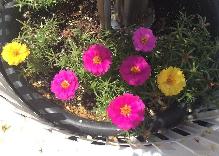 아파트 Lucy's House 리메나스